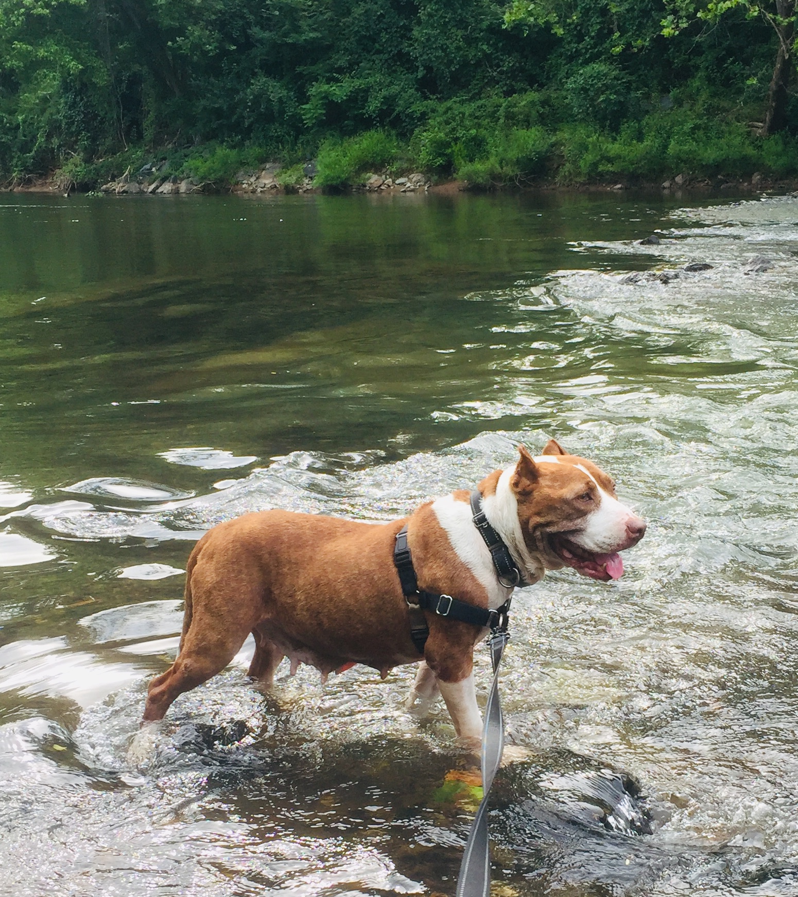 Cleo in the river