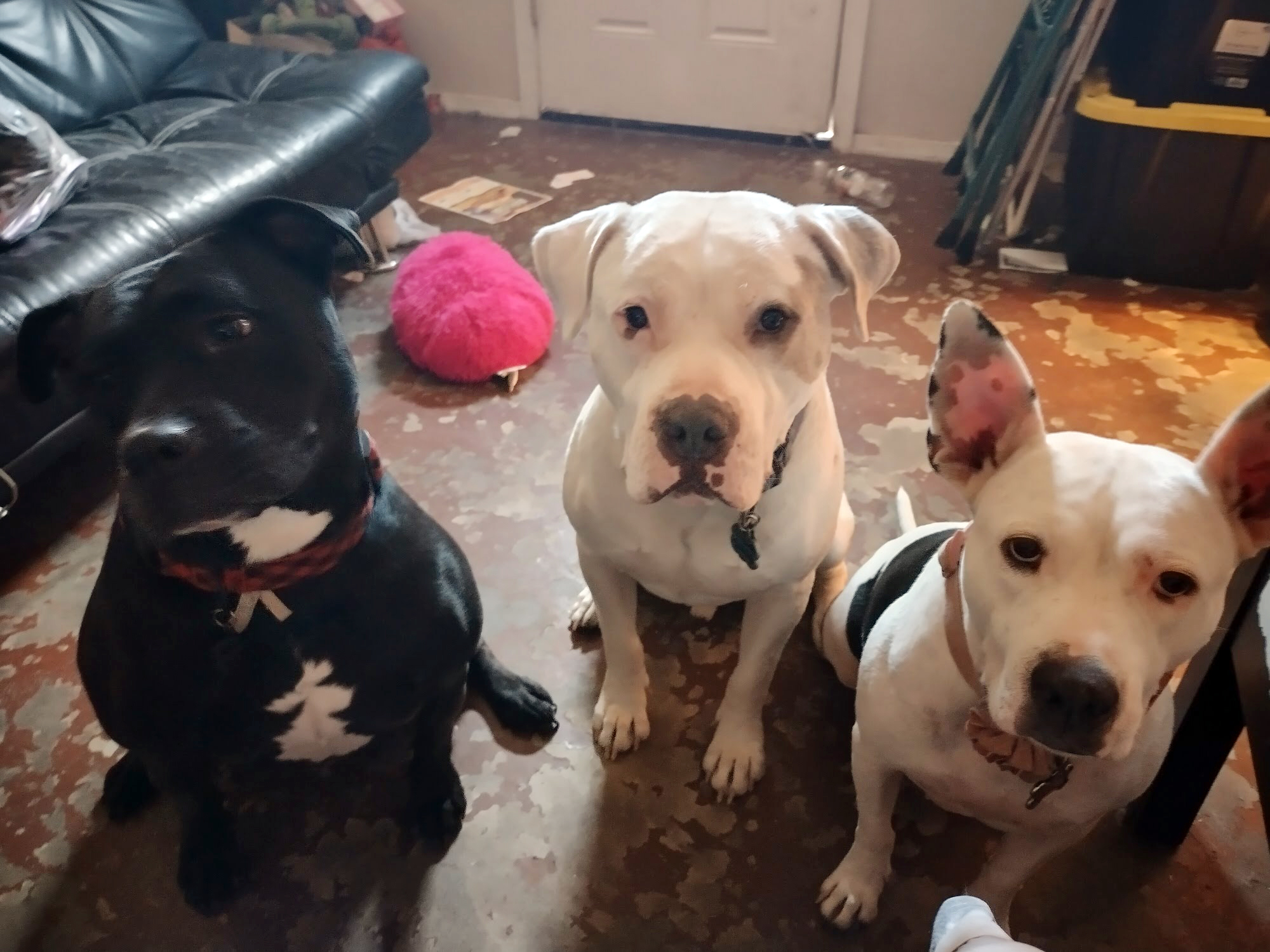white dog with dog siblings