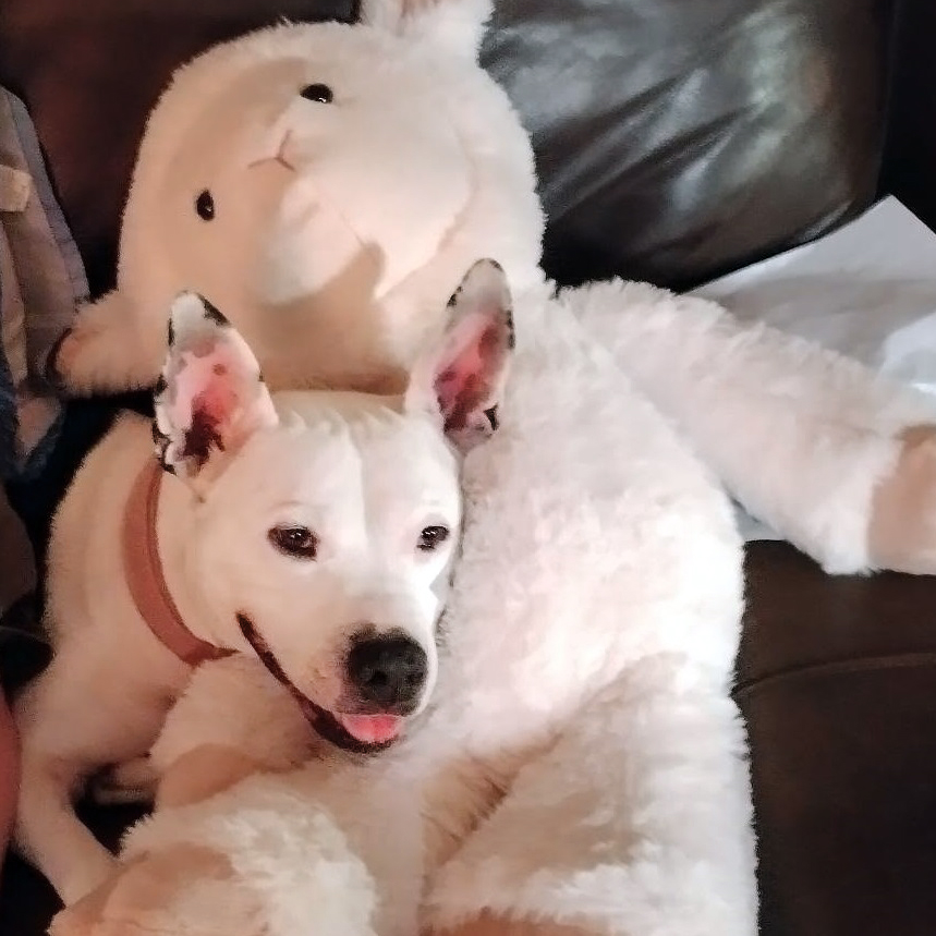 white dog laying on white teddy bear