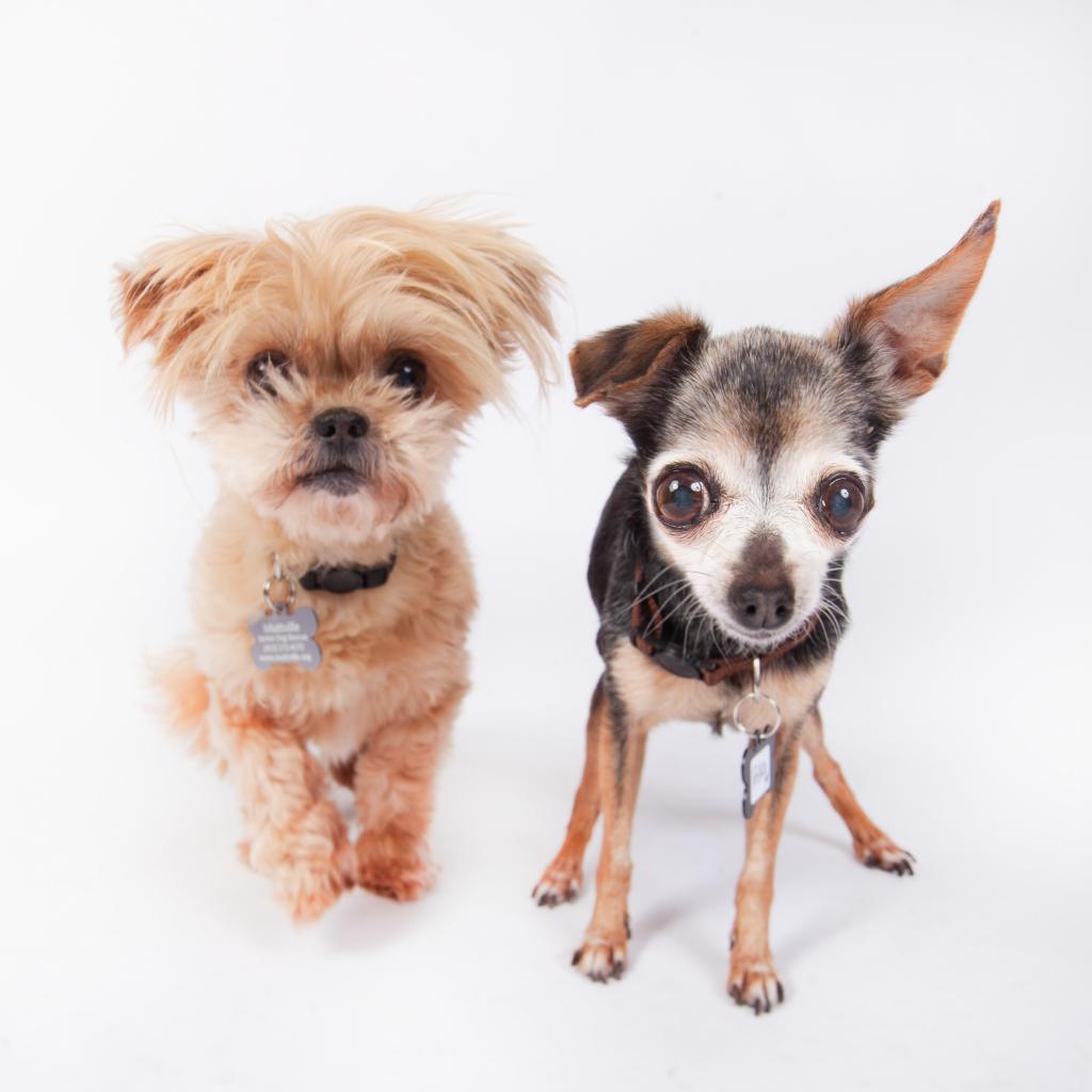 bonded pair of two small dogs