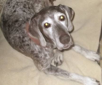 Medium sized grey & white dog laying on pillow.