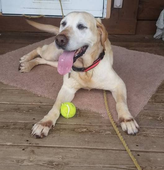 Yellow lab laying on deck with mouth open, panting. Tennis ball is between the front paws.