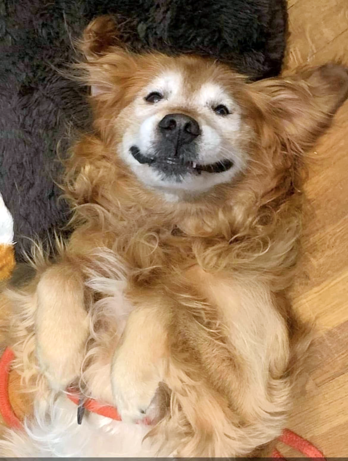 dog laying on back smiling