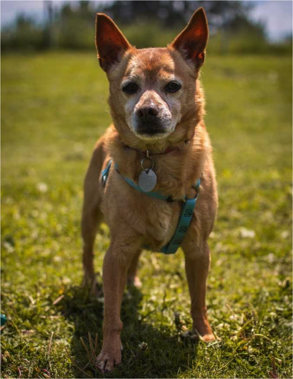 Humane Society of Western Montana | The Grey Muzzle Organization