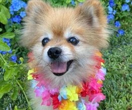 Small dog with flowers