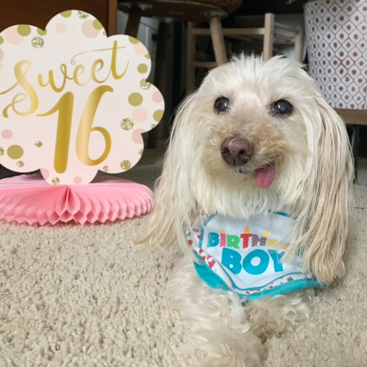 scruffy white pup celebrating birthday