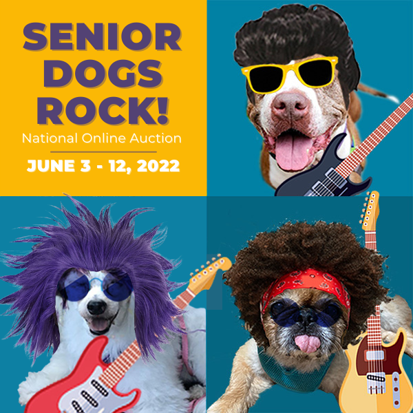Senior Dogs Rock Auction 2022