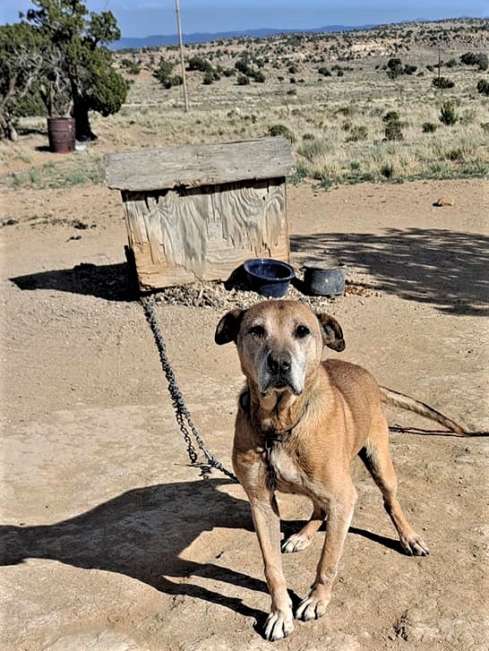 skinny dog chained outside