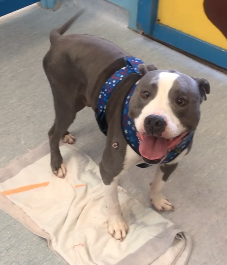 grey and white pitbull in shelter