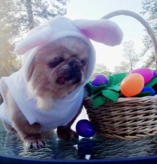 Buddy dressed up as an Easter bunny