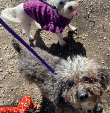 grey dog and white dog on leashes