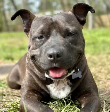 smiling dark grey pit bull