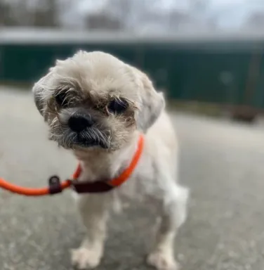 white dog on orange leash