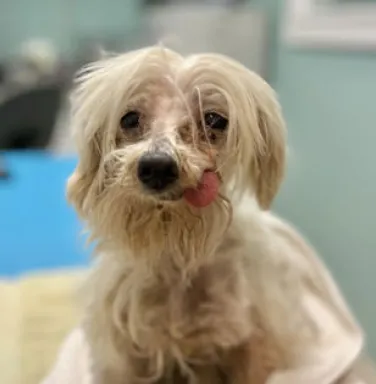 shaggy white dog with tongue sticking out