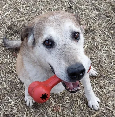 grey muzzled dog with red toy