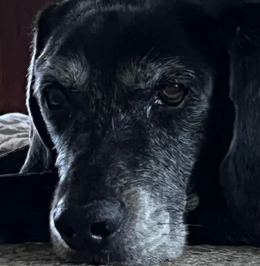 black dog with grey muzzle