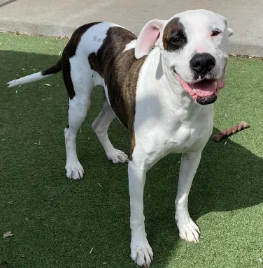 white dog with brown spots