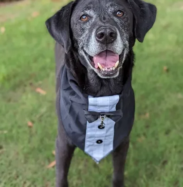 handsome black dog in tuxedo