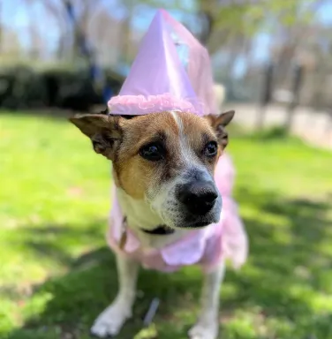 terrier mix in princess costume