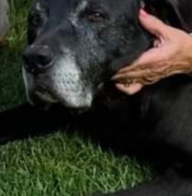 black dog with grey muzzle