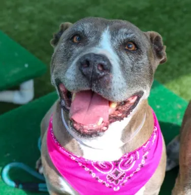 smiling pit bull terrier