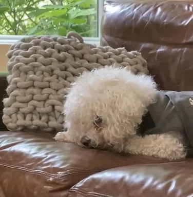 white dog on brown leather couch