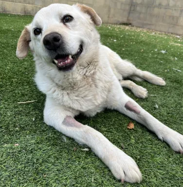 happy white dog laying in the grass