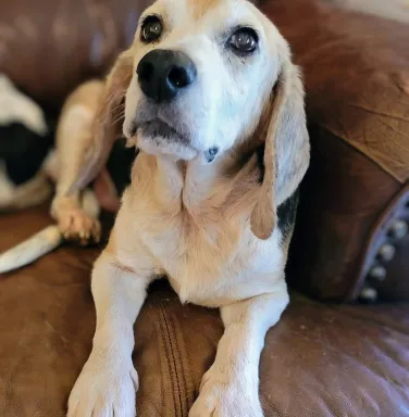 beagle on couch with soulful eyes