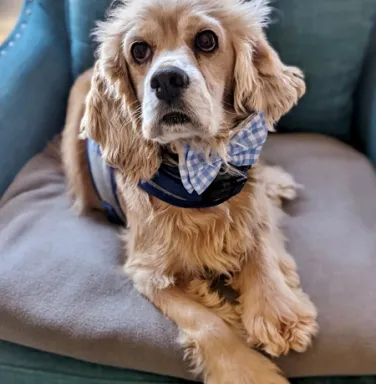 cocker spaniel with bowtie