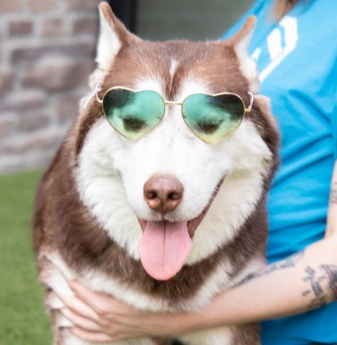 husky dog with heart-shaped glasses