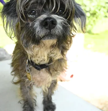 scruffy terrier mix