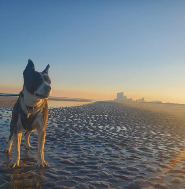 dog on the beach with sun glare