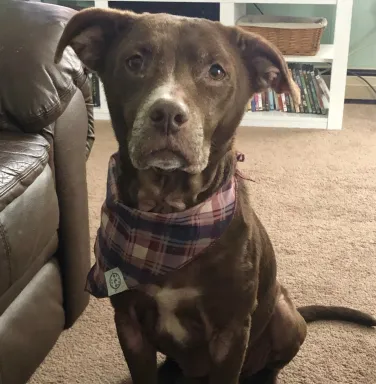 brown dog with grey muzzle and bandana