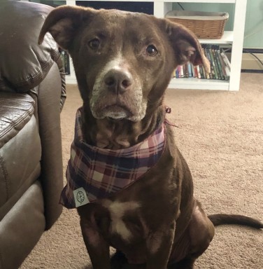 brown dog with grey muzzle and bandana