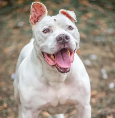 white pit bull