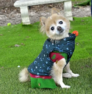 Bubbish in a jacket Pomeranian in jacket