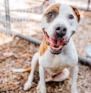 brown and white pit bull