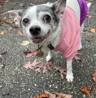 white chihuahua in sweatshirt