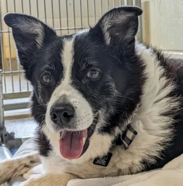 Lady the Border Collie mix black and white border collie