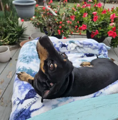 black dog laying on bed in front of flowers