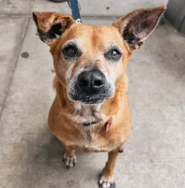 beige dog looking at camera