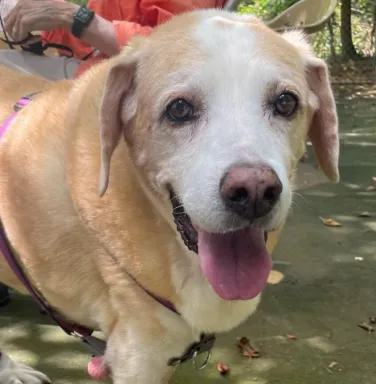 beige lab dog