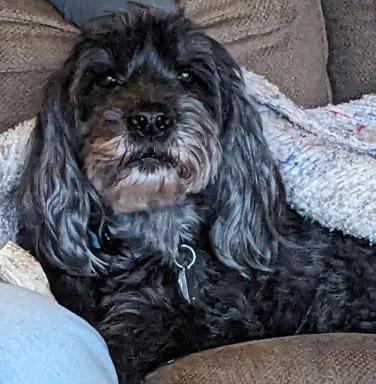 black and grey dog with blanket