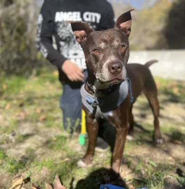 dark brown dog outside