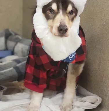 dog with Santa hat