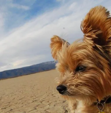 yorkie on the beach