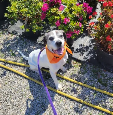 beagle mix with flowers