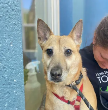 blonde shepherd mix blonde shepherd mix