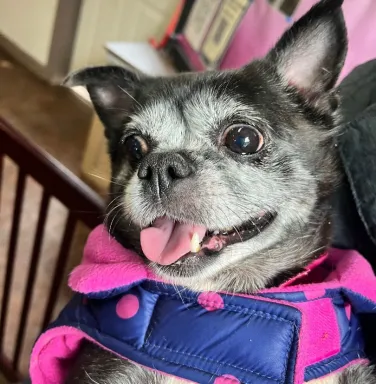 Seraphina close up chihuahua mix close up