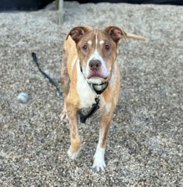 mixed breed dog on leash